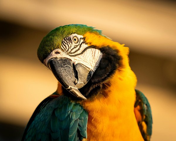 Jouets durables pour chiens énergiques : la sécurité d'abord !