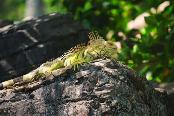Quels sont les besoins spécifiques des iguanes verts en captivité ?
