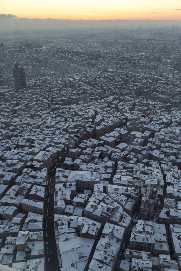 Comment aider un chien à s'adapter à la vie en ville après avoir vécu à la campagne ?