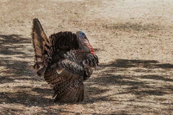 Comment assurer une bonne hygiène bucco-dentaire chez les cochons d'Inde ?