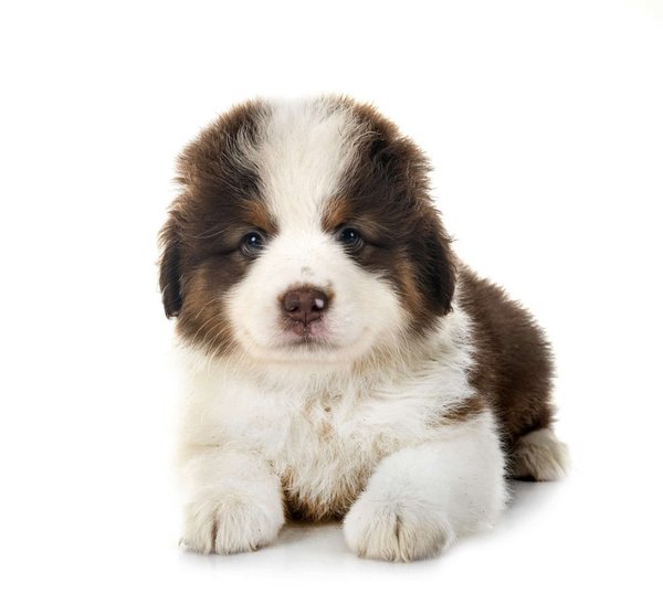 Voici une histoire drôle et réaliste sur un Berger Américain Miniature