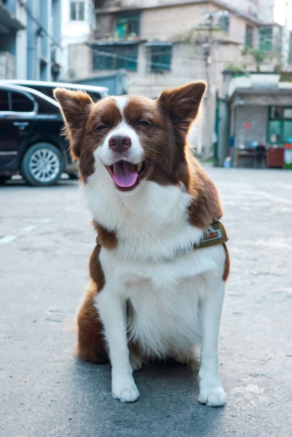 Un tableau chien personnalisé, l'hommage parfait à votre fidèle compagnon